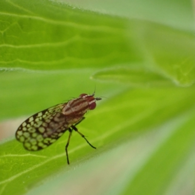 Sapromyza mallochiana