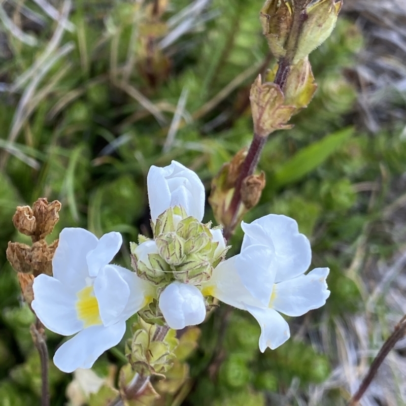 Euphrasia collina subsp. glacialis