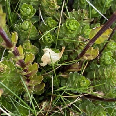 Euphrasia collina subsp. glacialis
