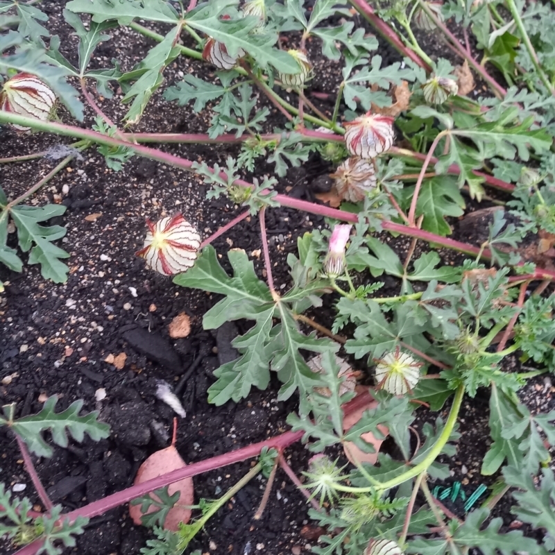 Hibiscus tridactylites