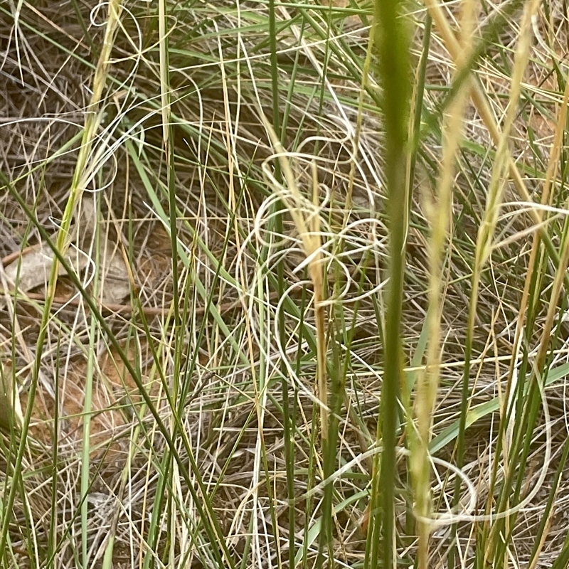 Austrostipa sp.