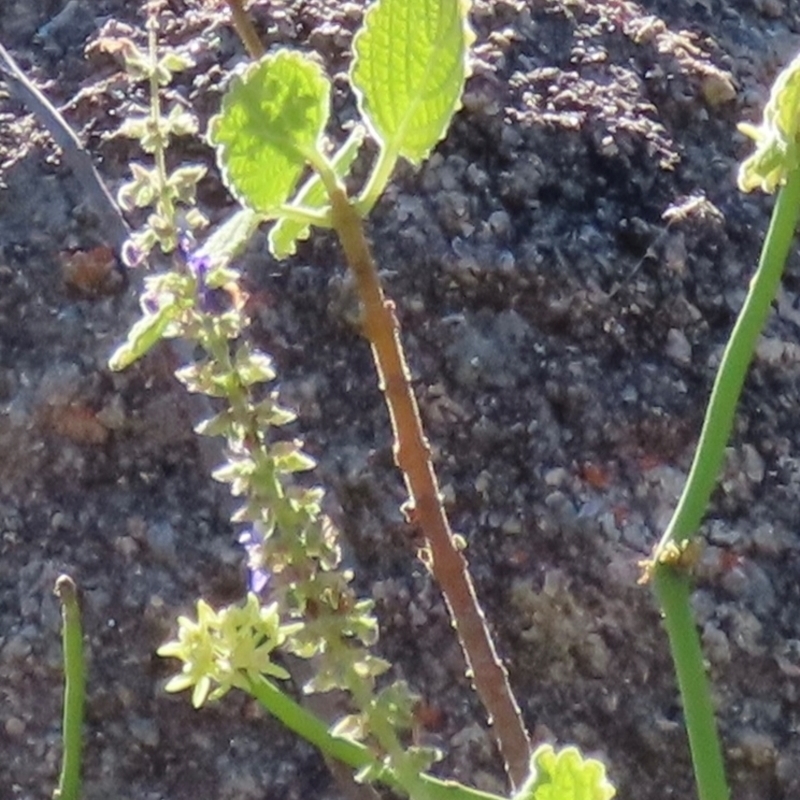 Plectranthus sp.