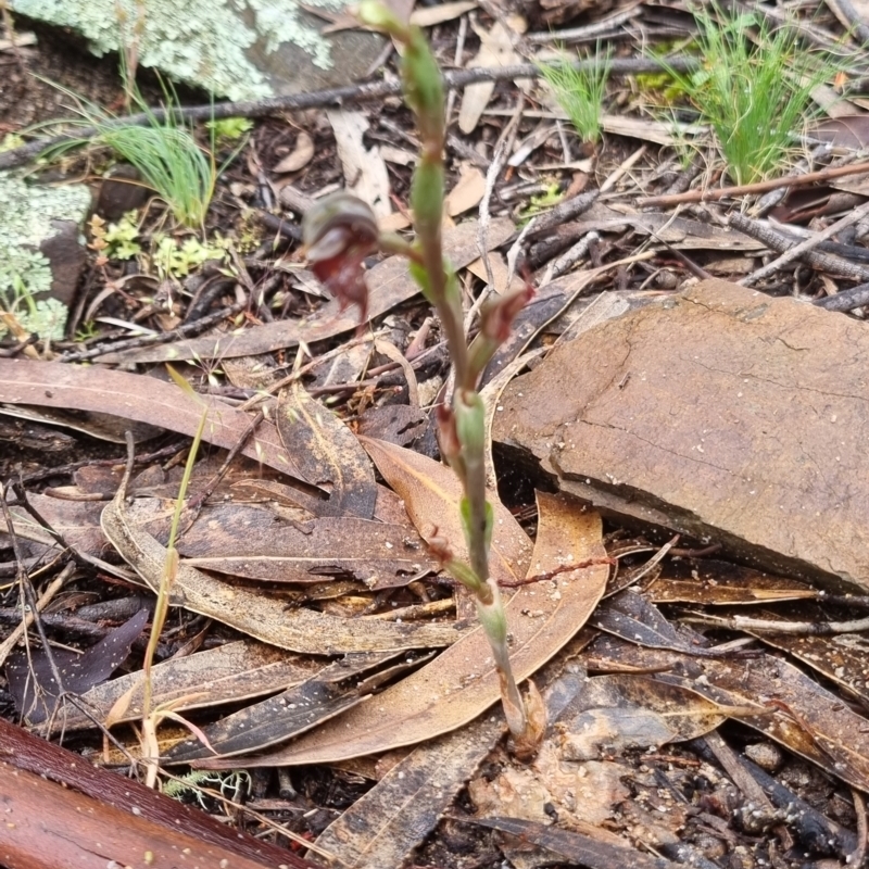 Oligochaetochilus boormanii