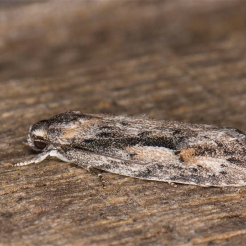 Ardozyga hilara (A Gelechioid moth) - NatureMapr Australia