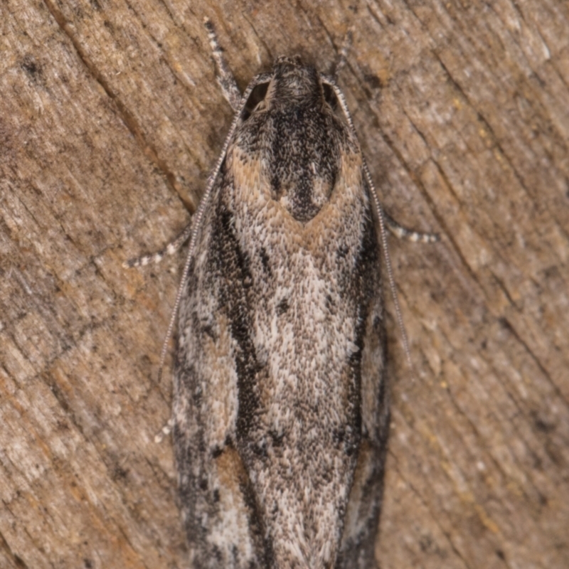 Ardozyga hilara (A Gelechioid moth) - NatureMapr Australia