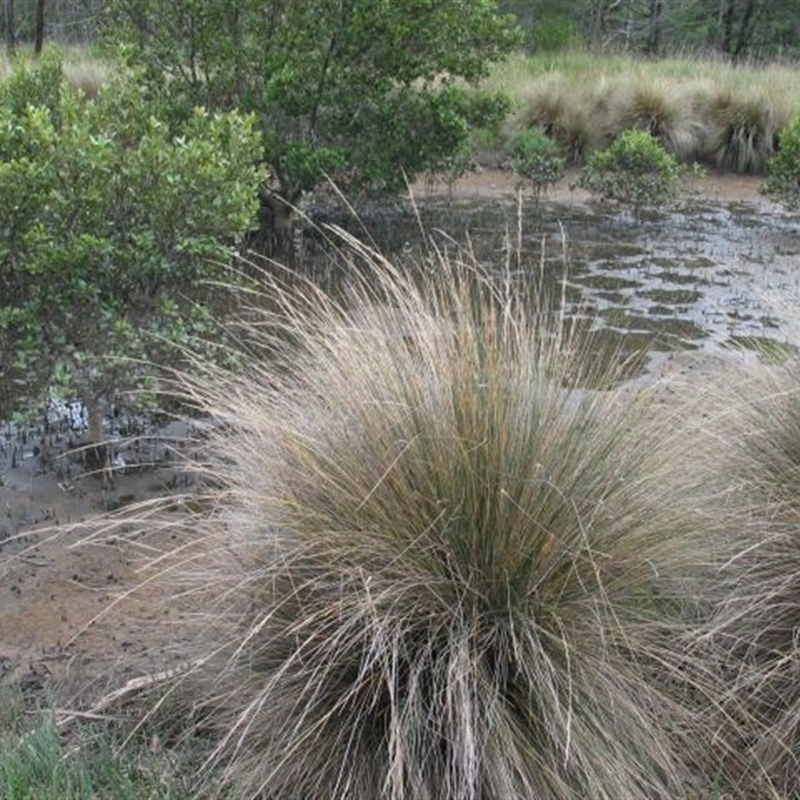 Austrostipa stipoides