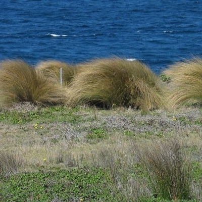 Austrostipa stipoides