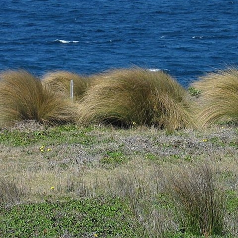 Austrostipa stipoides