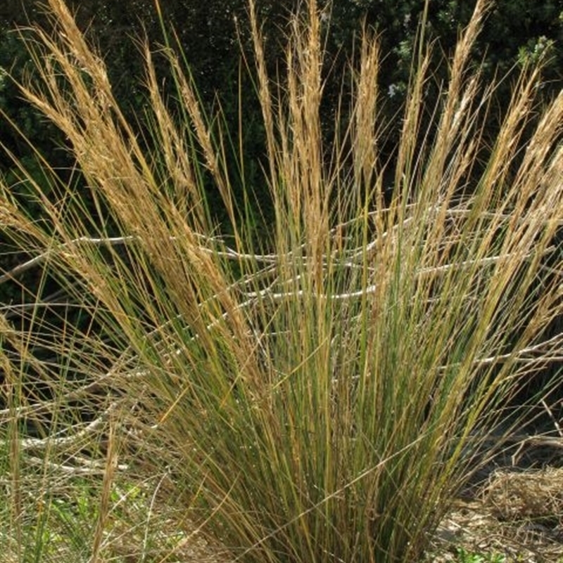 Austrostipa stipoides