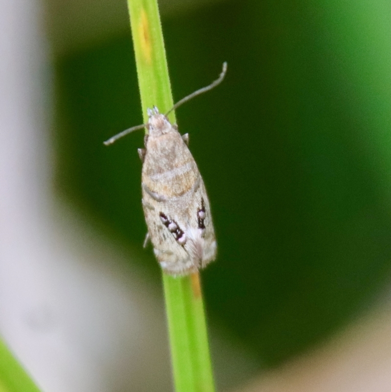 Glyphipterix iometalla