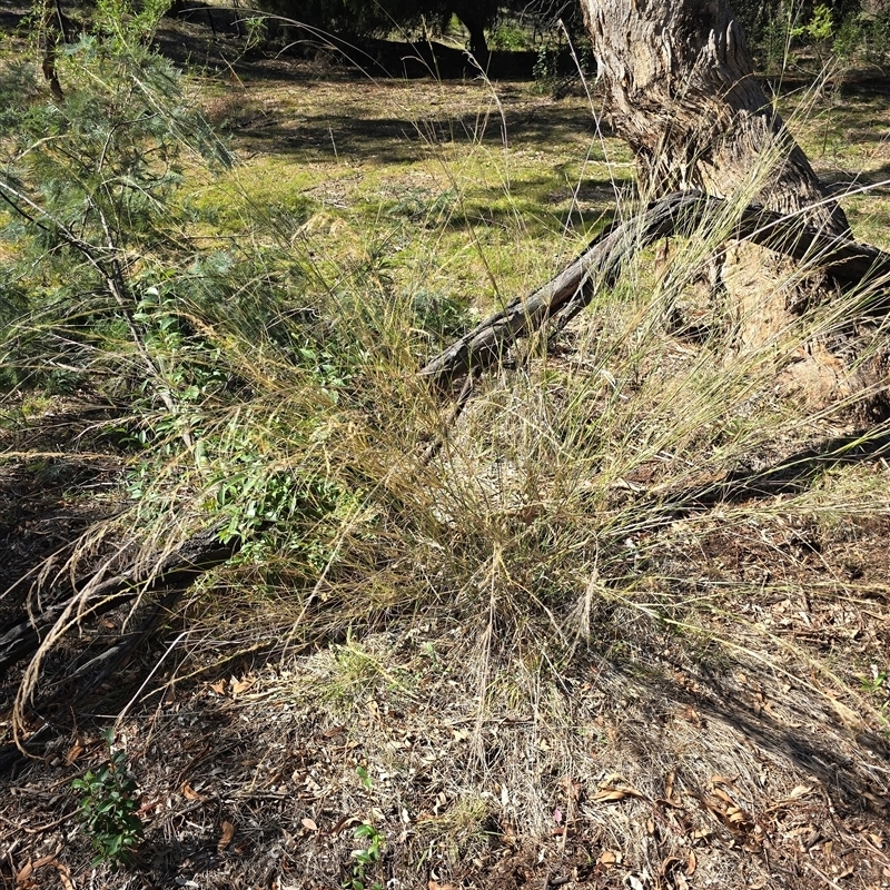 Austrostipa verticillata