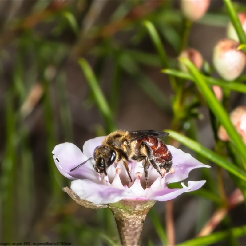 Lasioglossum (Parasphecodes) leichardti