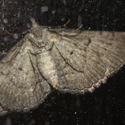 Chrysolarentia plagiocausta