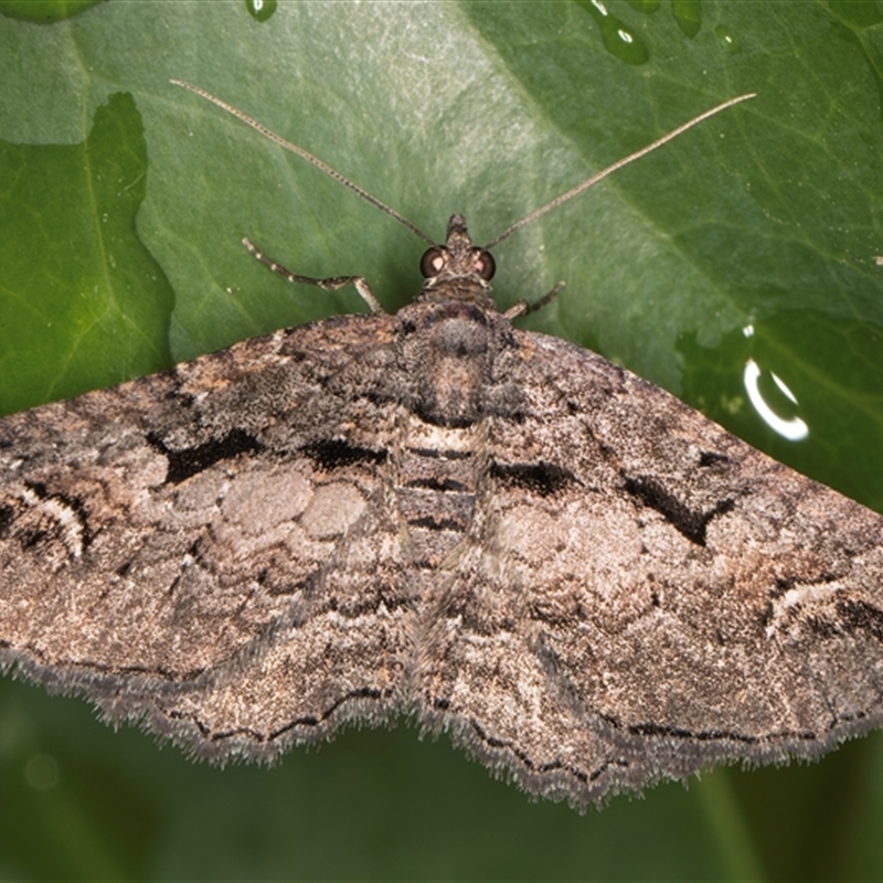 Chrysolarentia plagiocausta