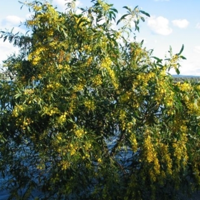 Acacia saligna