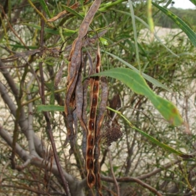 Acacia saligna