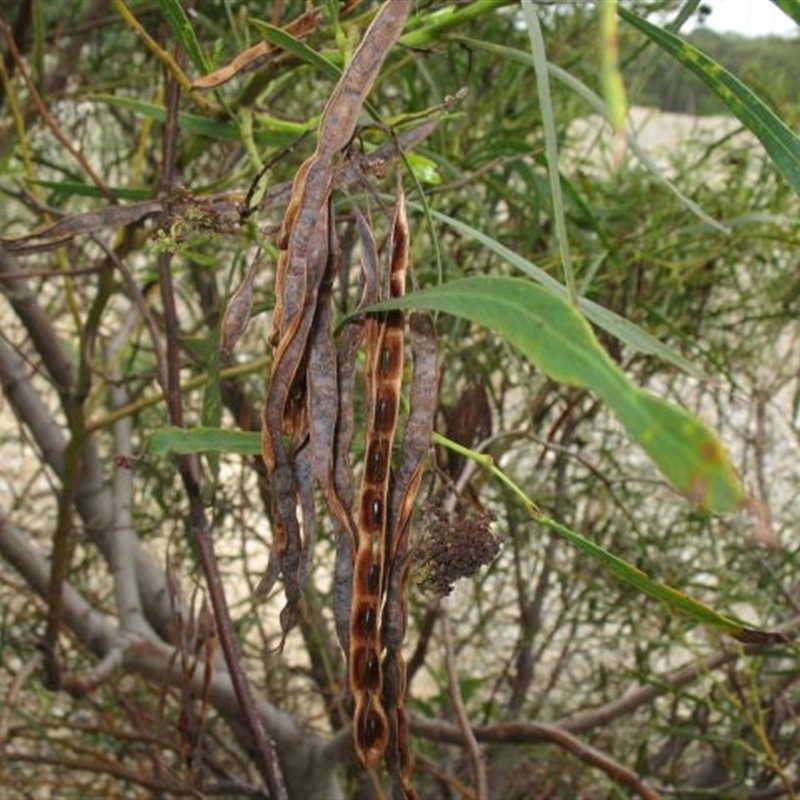 Acacia saligna