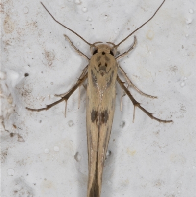 Ardozyga hilara (A Gelechioid moth) - NatureMapr Australia