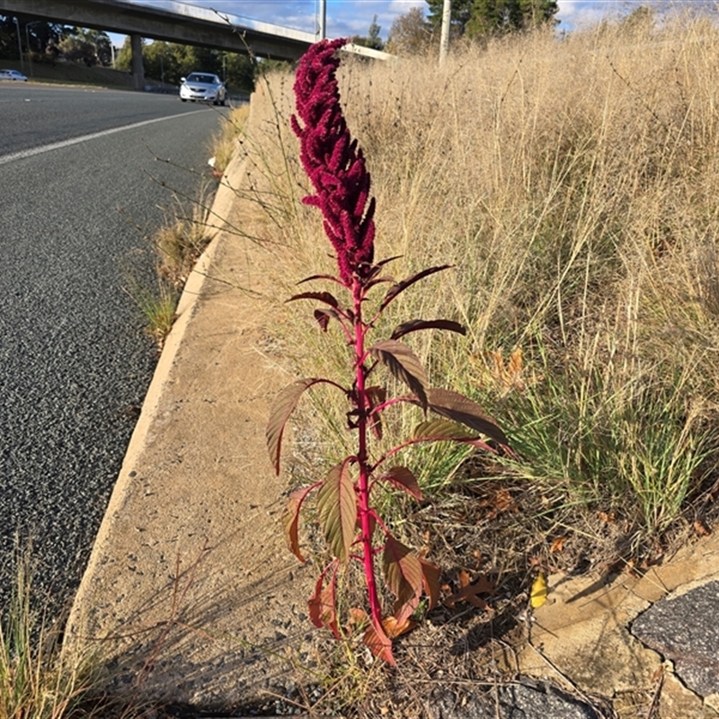 Amaranthus caudatus