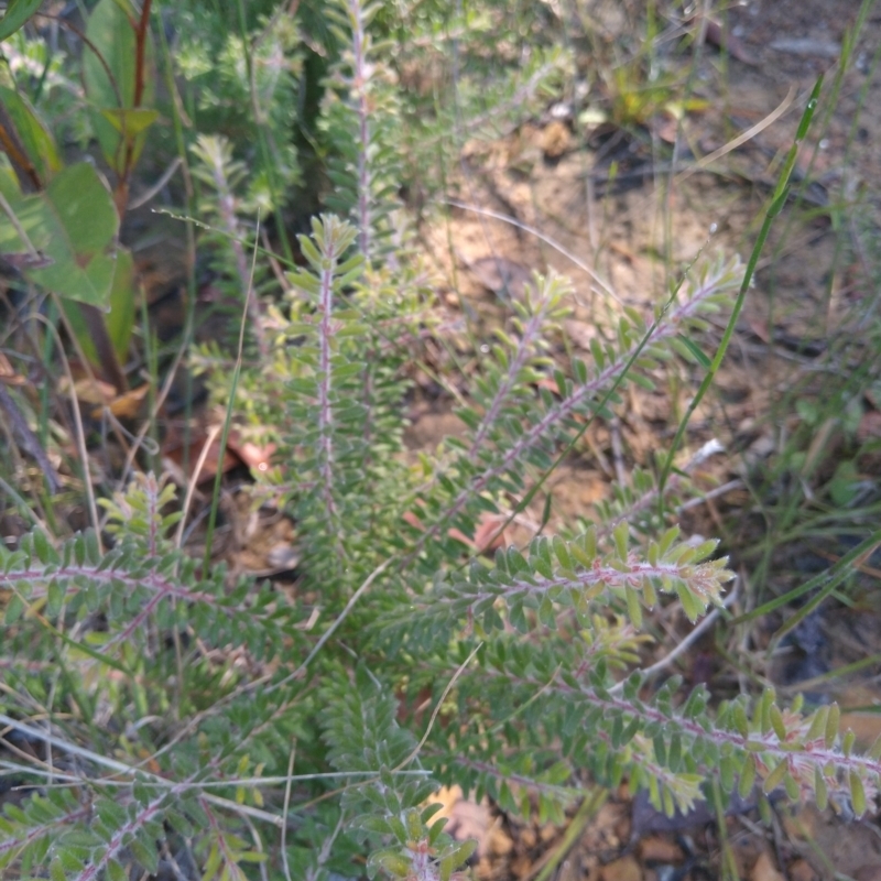 Persoonia hirsuta subspecies evoluta