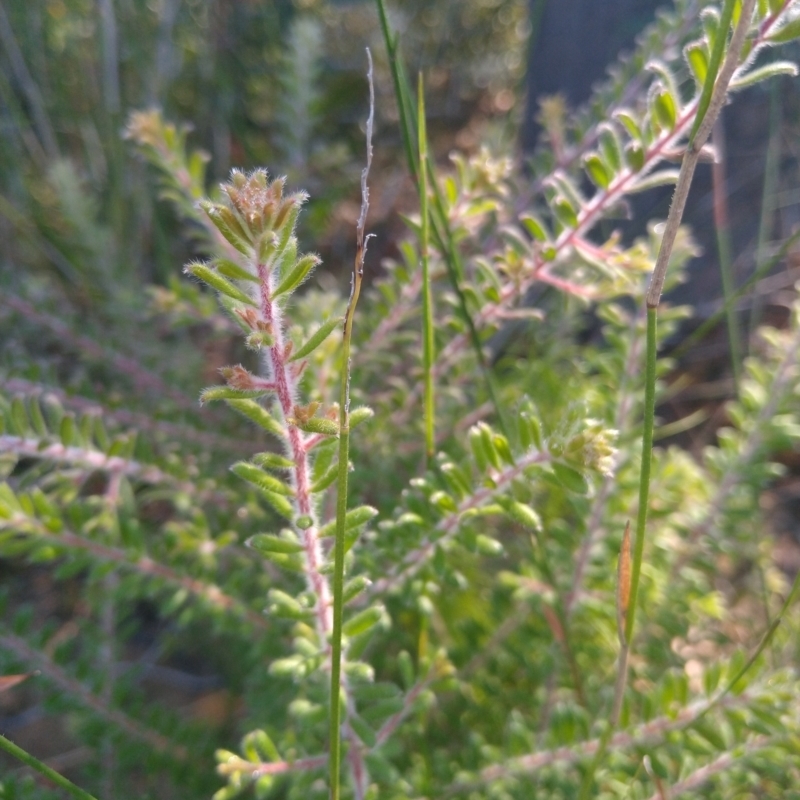 Persoonia hirsuta subspecies evoluta