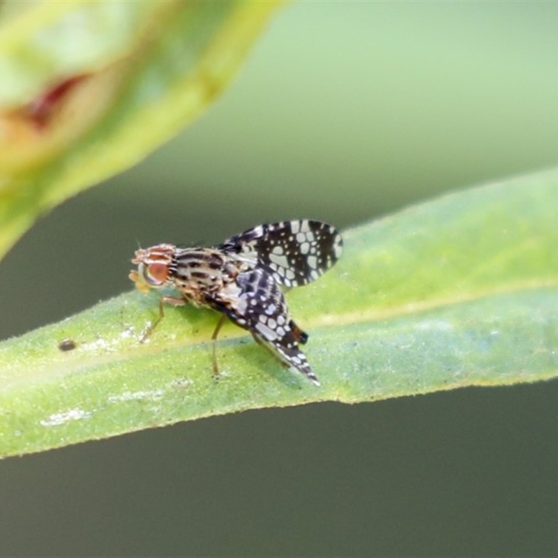 Austrotephritis sp. (genus)