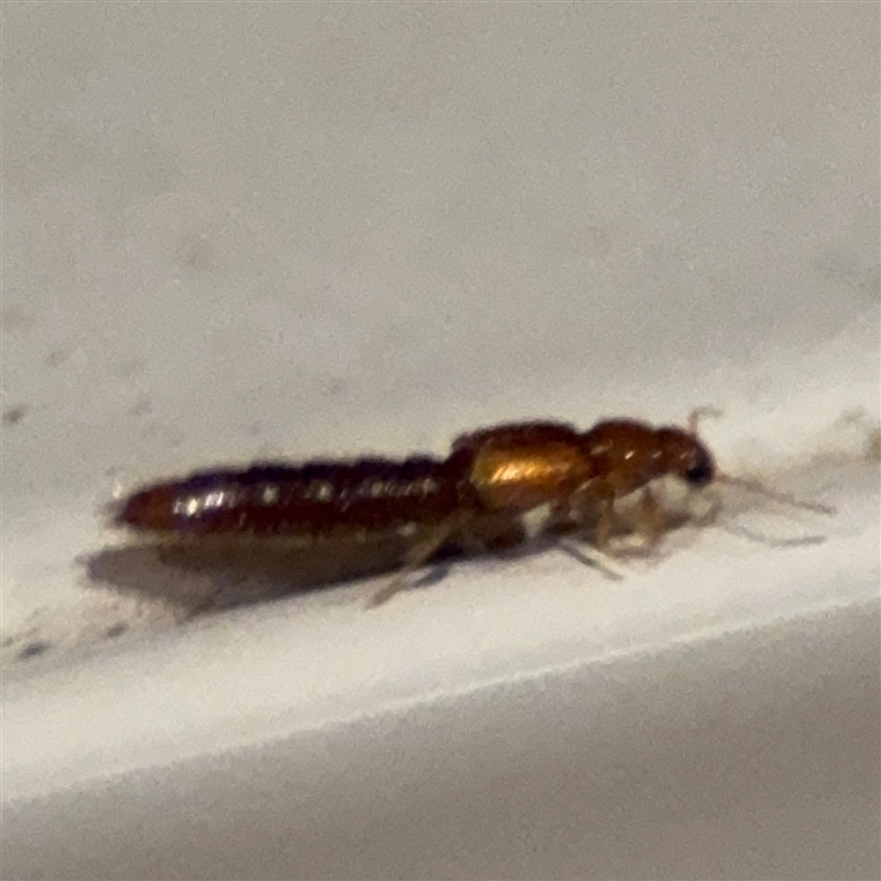 Astenus (genus)