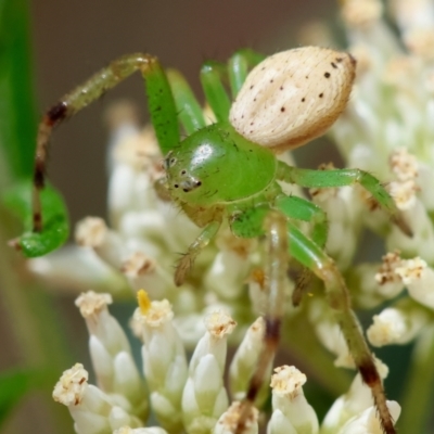 Lehtinelagia multopunctata