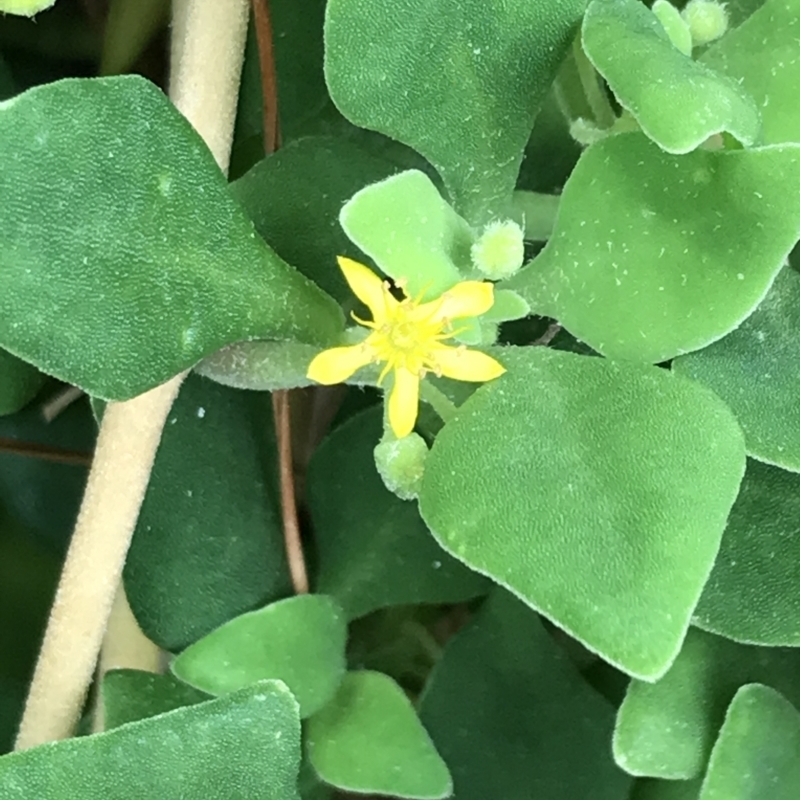 Tetragonia implexicoma