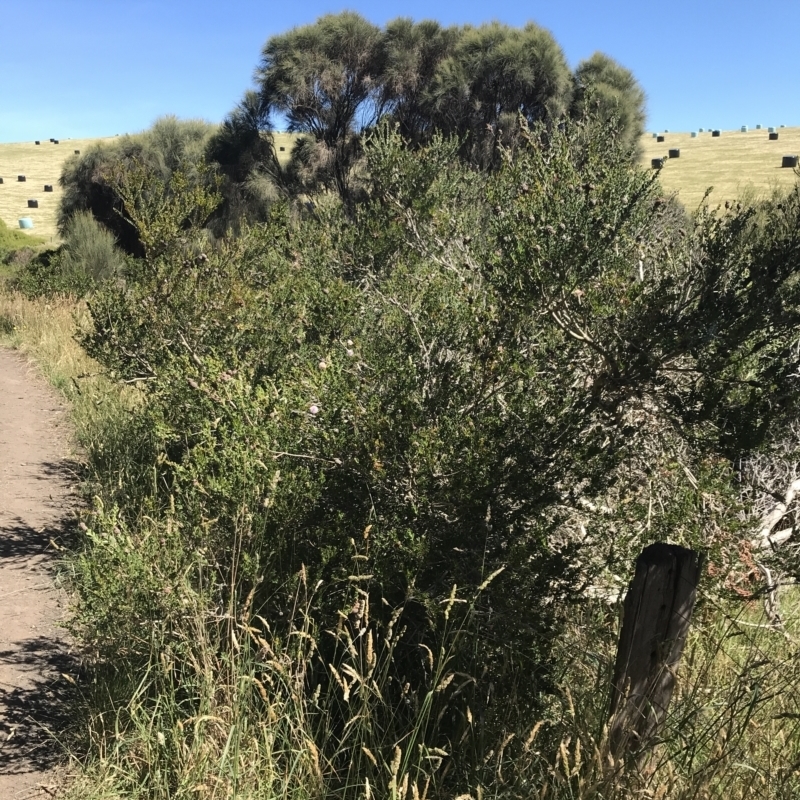 Melaleuca nesophila