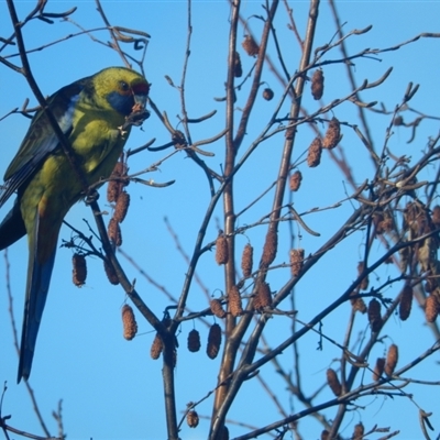 Platycercus caledonicus