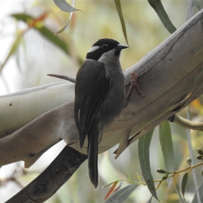 Melithreptus validirostris