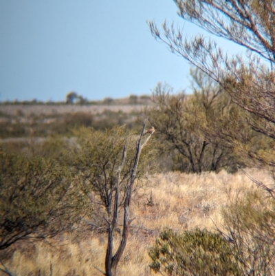 Aphelocephala pectoralis