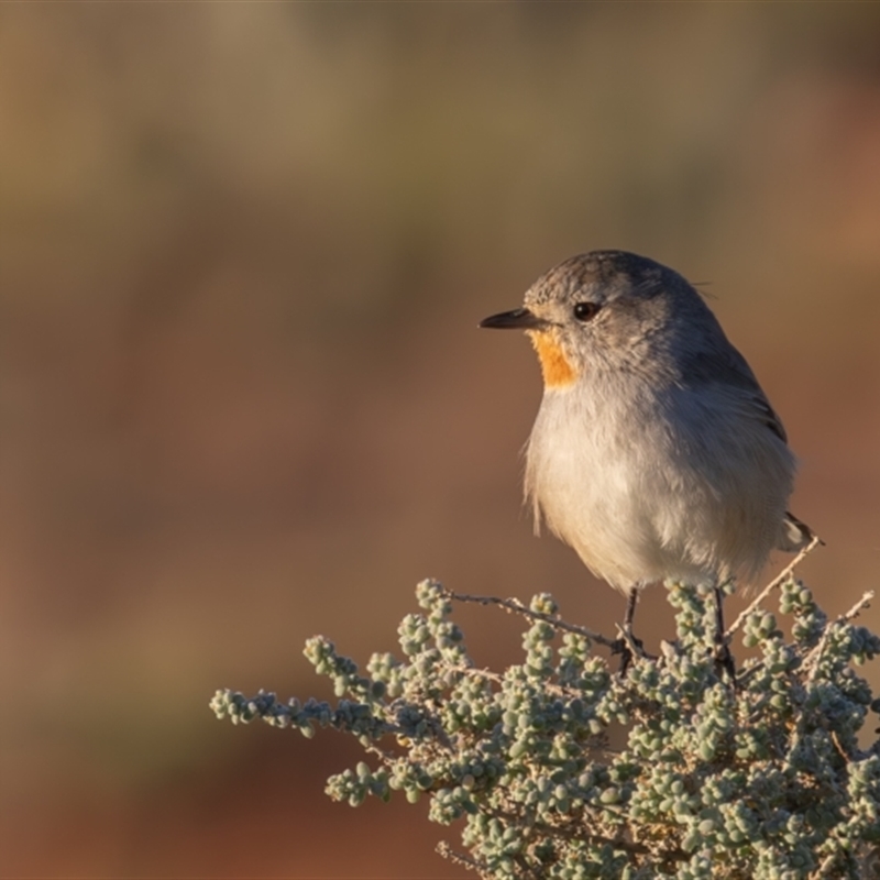 Pyrrholaemus brunneus