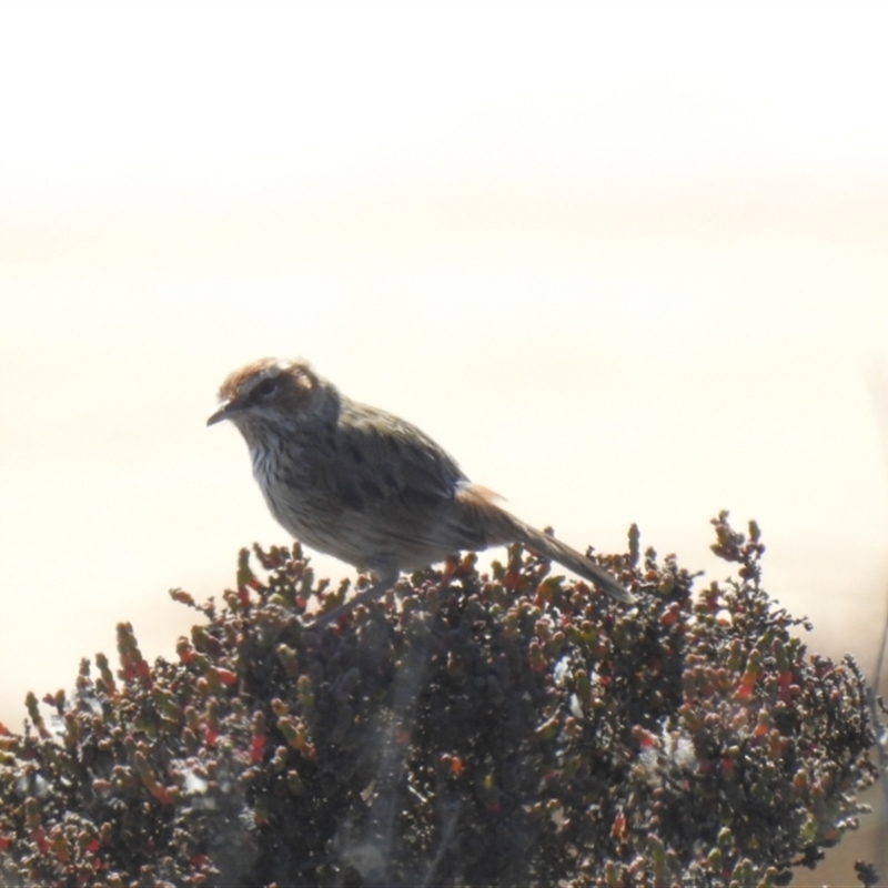 Calamanthus campestris