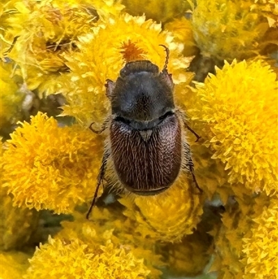 Automolius sp.