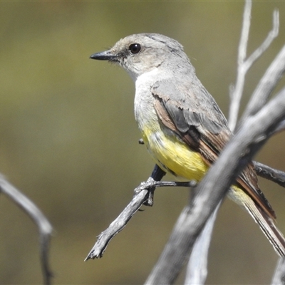 Eopsaltria griseogularis