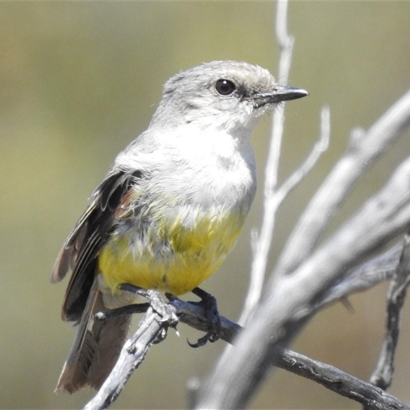 Eopsaltria griseogularis