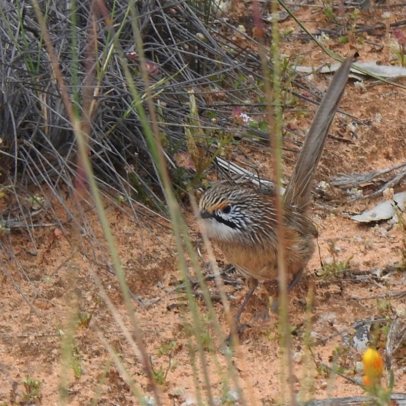 Amytornis striatus