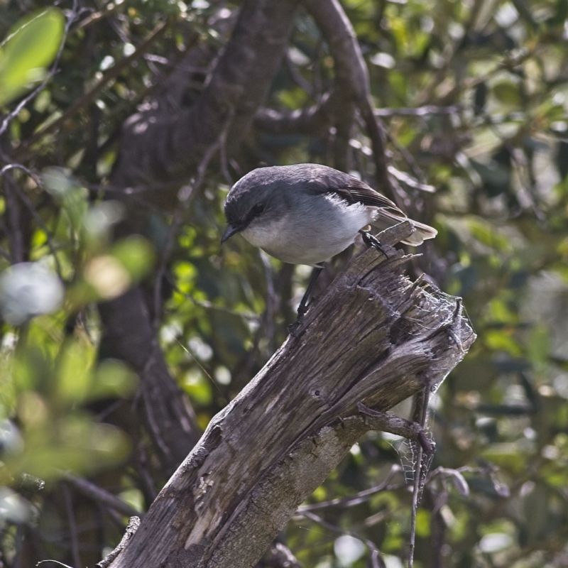 Eopsaltria georgiana