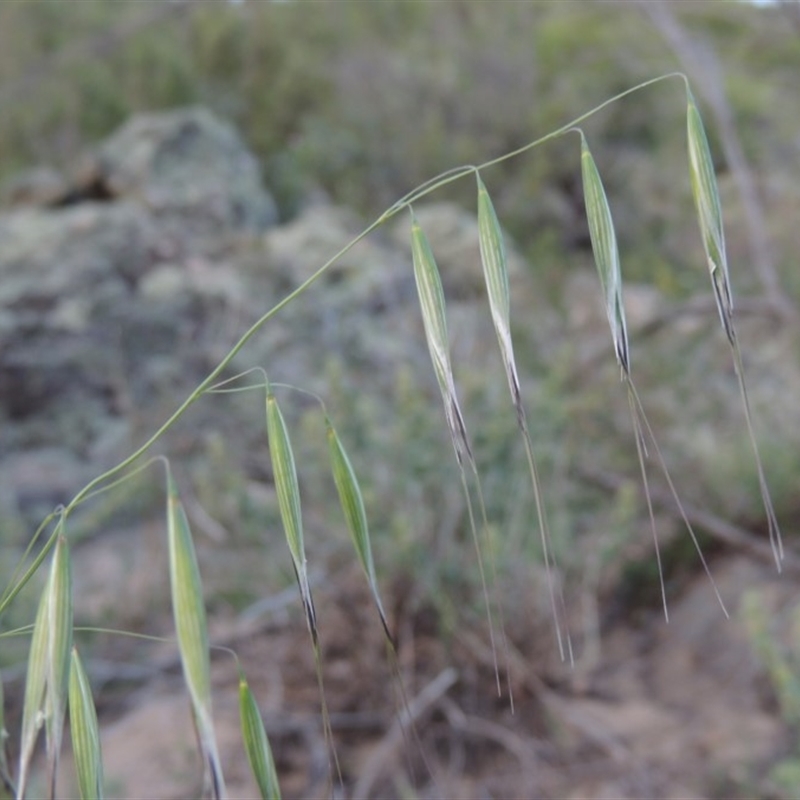 Avena barbata