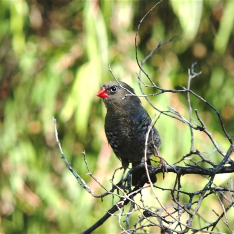 Stagonopleura oculata