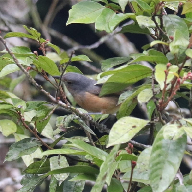 Colluricincla boweri