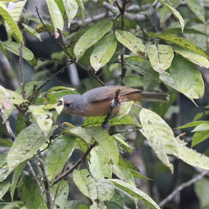Colluricincla boweri