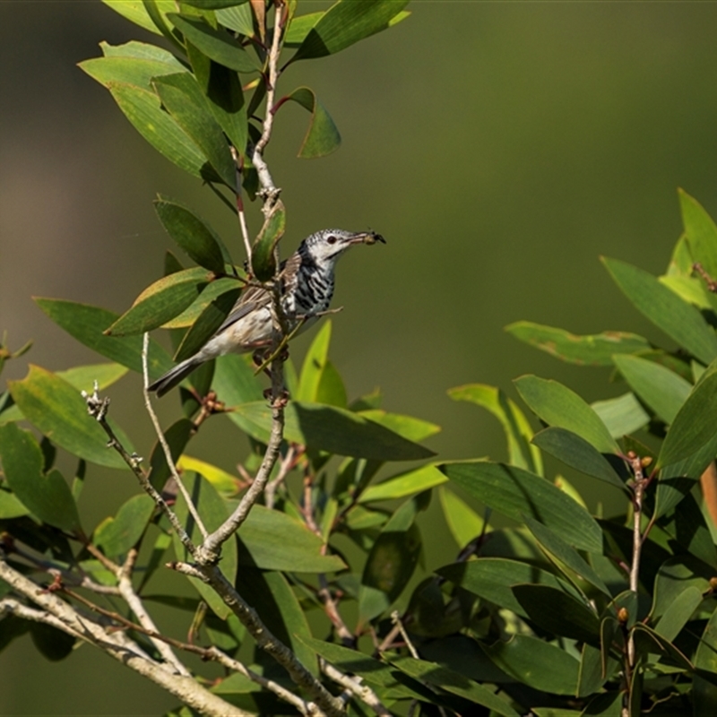 Ramsayornis fasciatus