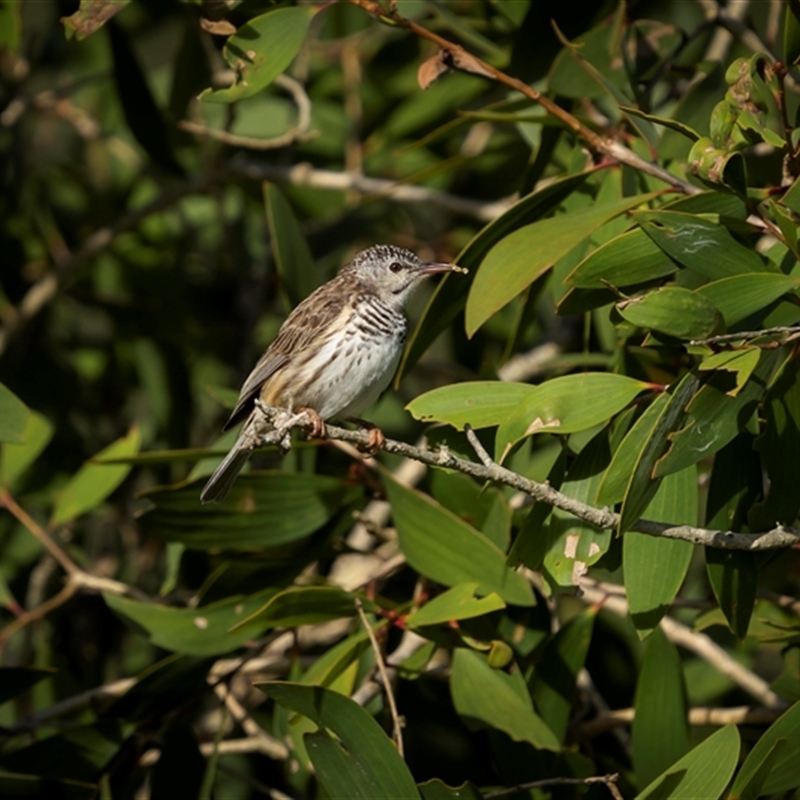 Ramsayornis fasciatus