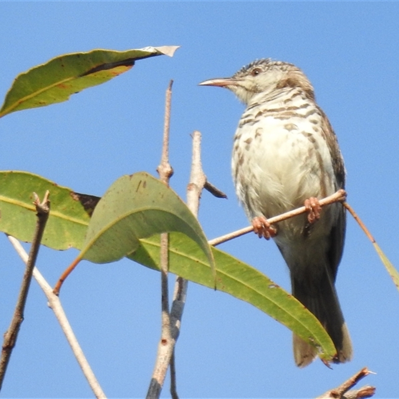 Ramsayornis fasciatus
