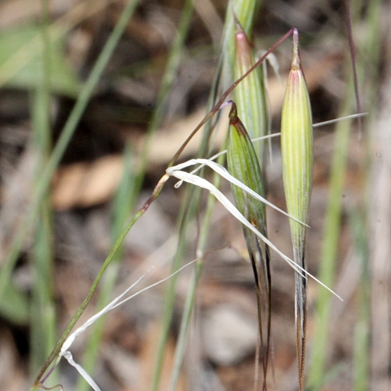 Avena sp.