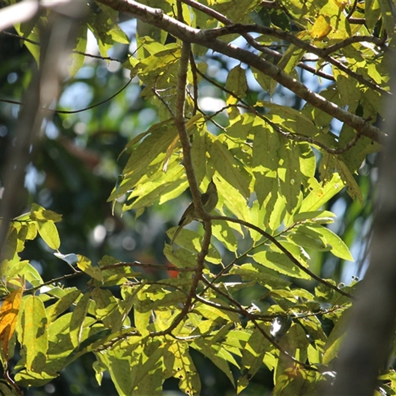 Microptilotis imitatrix