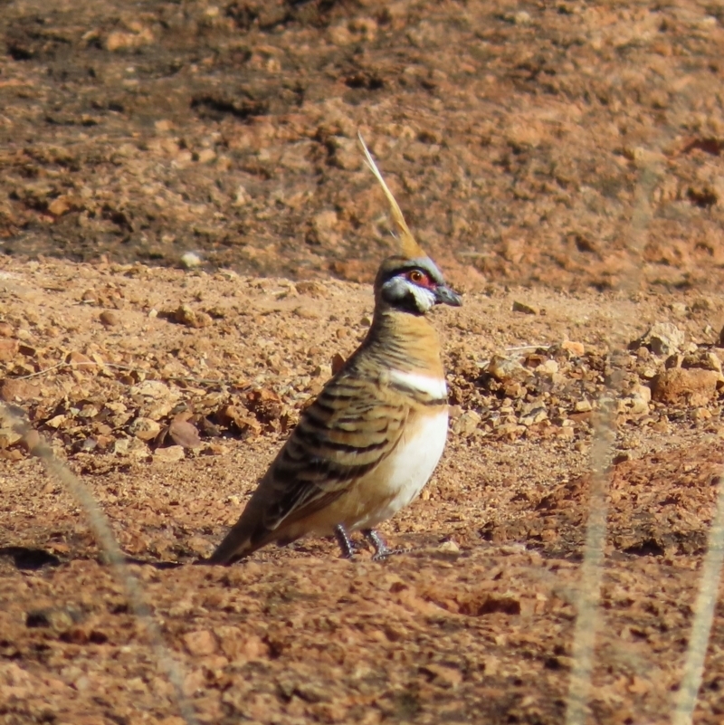 Geophaps plumifera